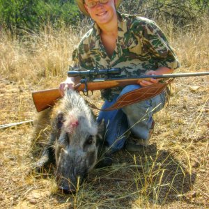 Bushpig Boar