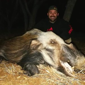 Bushpig Boar