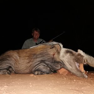 Bushpig Boar