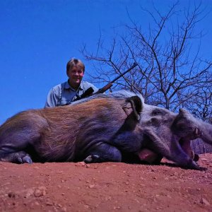 Bushpig Boar