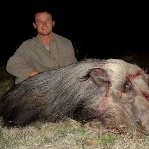 Bushpig Boar