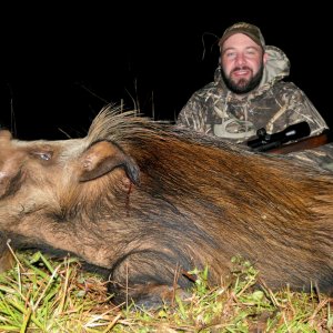 Bushpig Boar