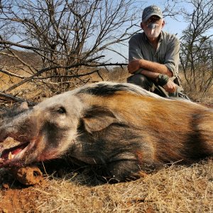 Bushpig Boar