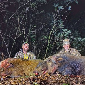 Bushpig Boar double