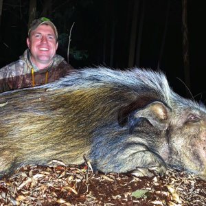 Bushpig Boar