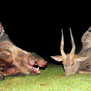 Bushpig Boar and Bushbuck