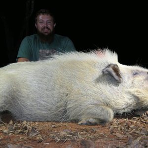 White Bushpig Boar