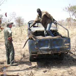 Waterbuck Hunt Burkina West Africa