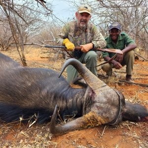 Buffalo Cow Hunting South Africa