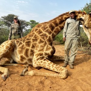 Giraffe Hunt South Africa