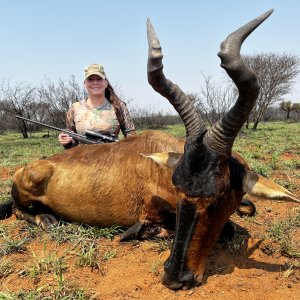 Red Hartebeest Hunt South Africa