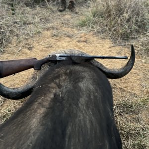 Buffalo Hunt South Africa