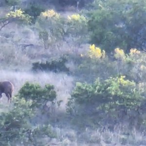 Bushbuck Karoo Coast South Africa