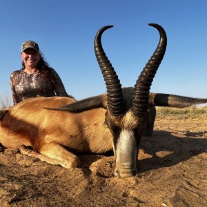 Copper Springbok Hunt South Africa