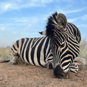 Zebra Hunt South Africa