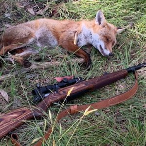 Fox Hunting