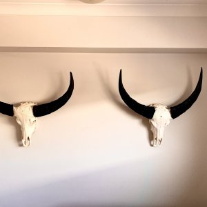 Water Buffalo Skull Mount