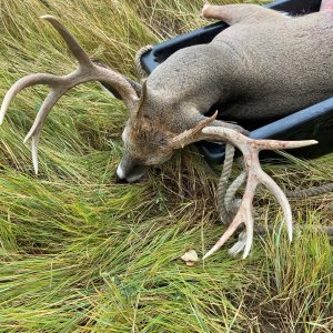 Whitetail Hunting