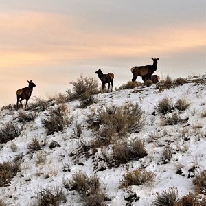 Colorado Elk