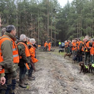 Driven Boar Hunt In Czech Republic