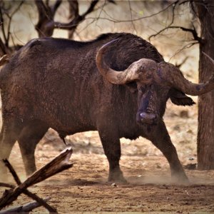 Buffalo South Africa