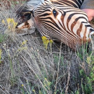 Zebra Hunting South Africa