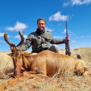 Red Hartebeest Hunting South Africa