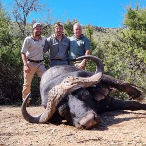 Buffalo Hunting South Africa