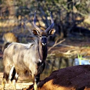 Nyala South Africa