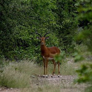 Impala South Africa