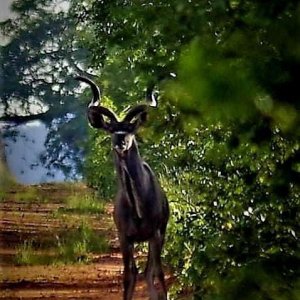 Kudu South Africa