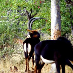 Sable South Africa