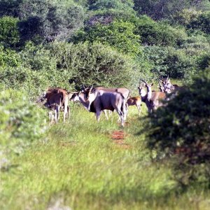 Eland South Africa