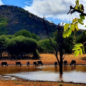 Buffalo South Africa