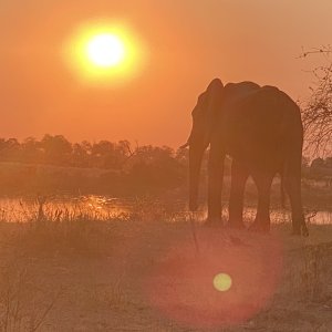 Elephant Caprivi Namibia