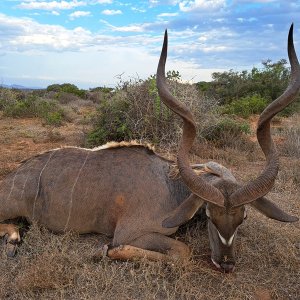 Kudu Hunt Karoo South Africa