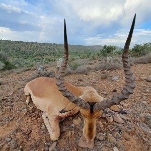 Impala Hunt Karoo South Africa