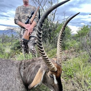 Waterbuck Hunt Karoo South Africa