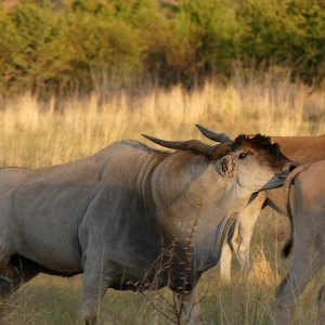 Eland bull