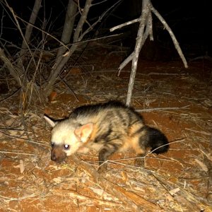 Baby Aardwolf