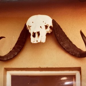 Cape Buffalo Skull Hwange National Park