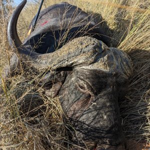 Buffalo Hunting