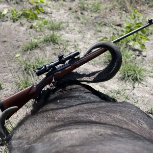 Buffalo Hunt Caprivi Namibia