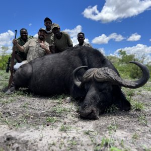 Buffalo Hunt Caprivi Namibia