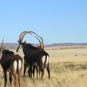 Sable Free State Province South Africa