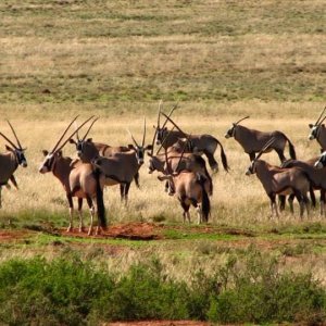 Gemsbok Free State Province South Africa