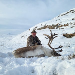 Caribou Hunting Greenland