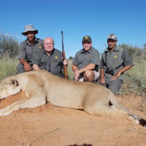 Lioness Hunt Kalahari South Africa