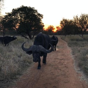 Buffalo Limpopo South Africa