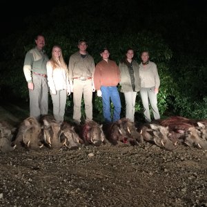 Family Warthog Hunt South Africa